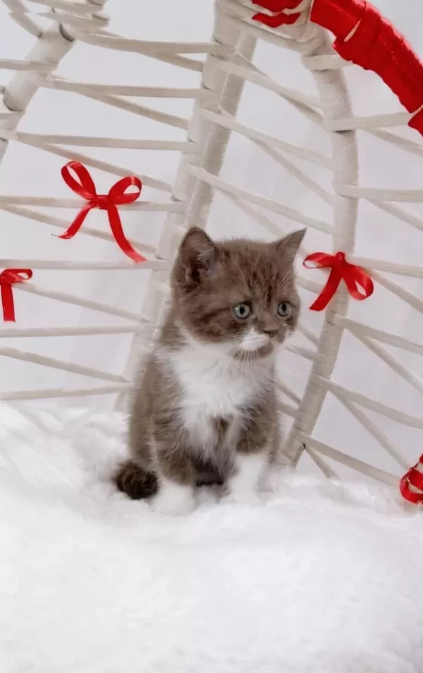 A Kalite Eşsiz Güzellikte Cinnamon Bicolor British Shorthair