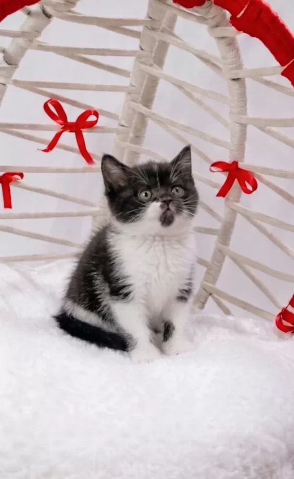 A Kalite Eşsiz Güzellikte Cinnamon Bicolor British Shorthair