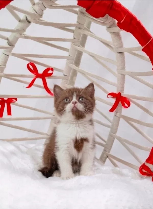 A Kalite Eşsiz Güzellikte Cinnamon Bicolor British Shorthair