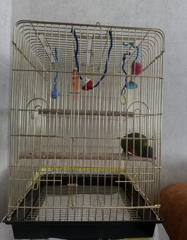 Konuşan Gökkuşaği Lori