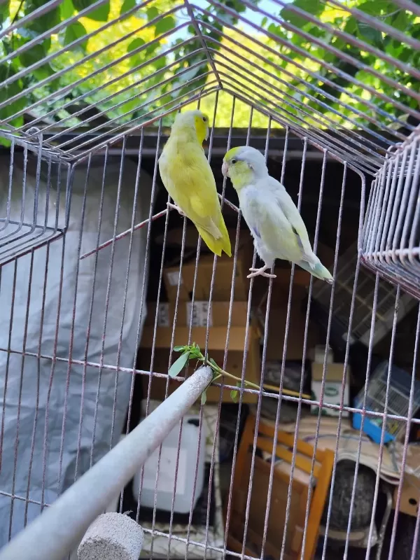 2 Adet Forpus Papağanı