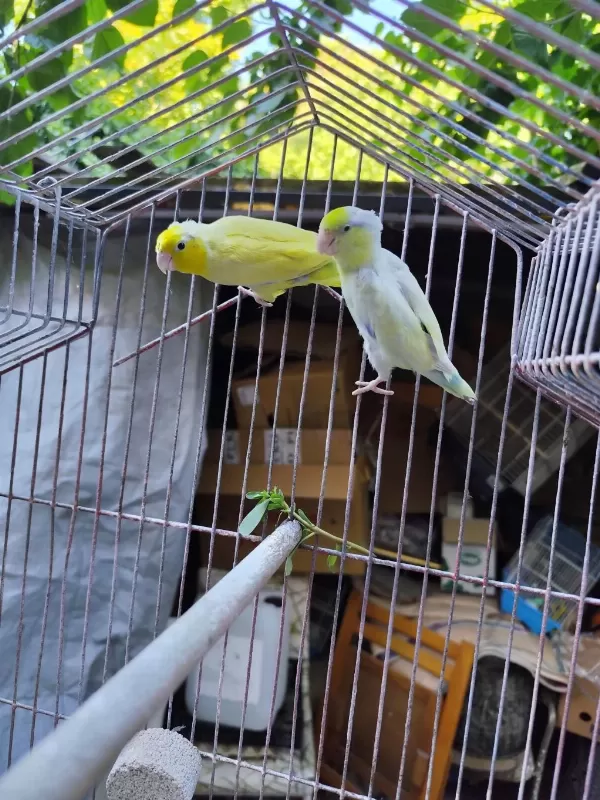 2 Adet Forpus Papağanı