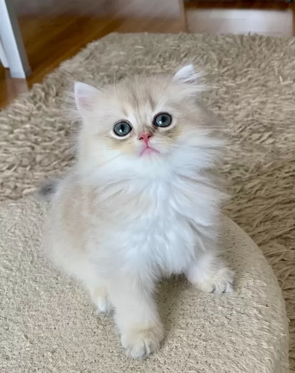 Safkan British Longhair Blue Golden Erkek Yavru