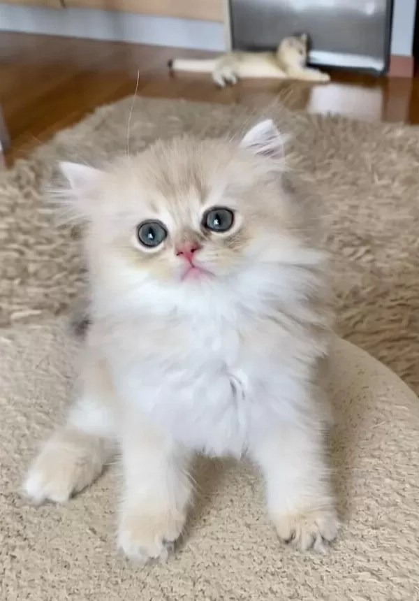 Safkan British Longhair Blue Golden Erkek Yavru