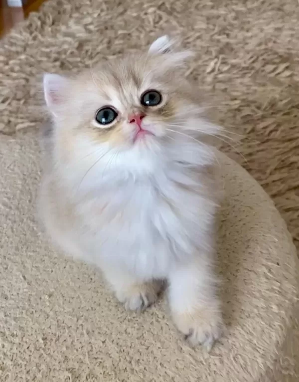 Safkan British Longhair Blue Golden Erkek Yavru
