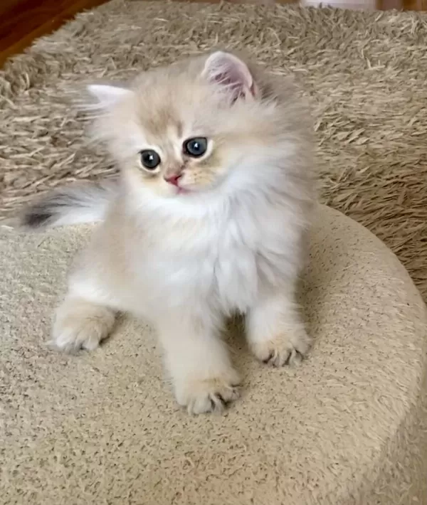 Safkan British Longhair Blue Golden Erkek Yavru