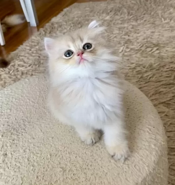 Safkan British Longhair Blue Golden Erkek Yavru