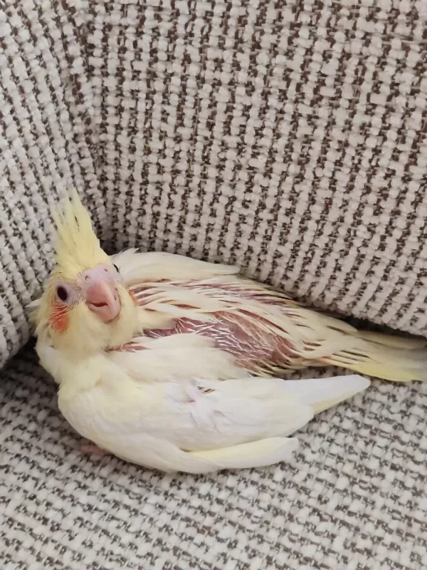 Bebek Sultan Papağanı