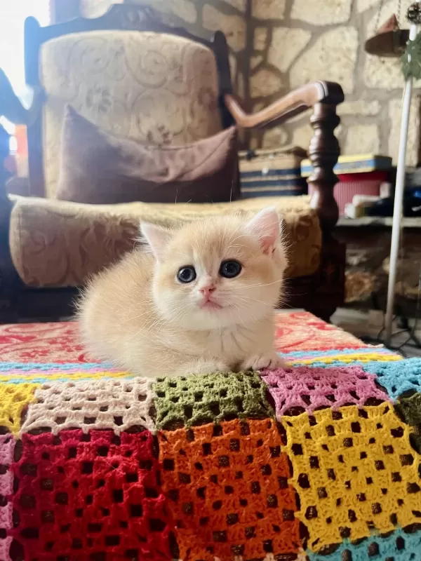 Saf Kan Golden British Shorthair Yavruları (wcf Kayıtlı)