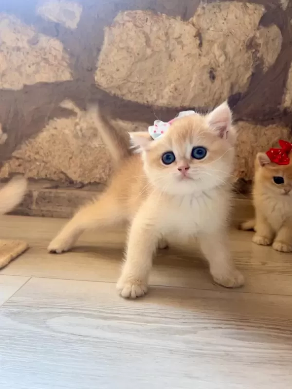 Saf Kan Golden British Shorthair Yavrular (wcf Kayıtlı)