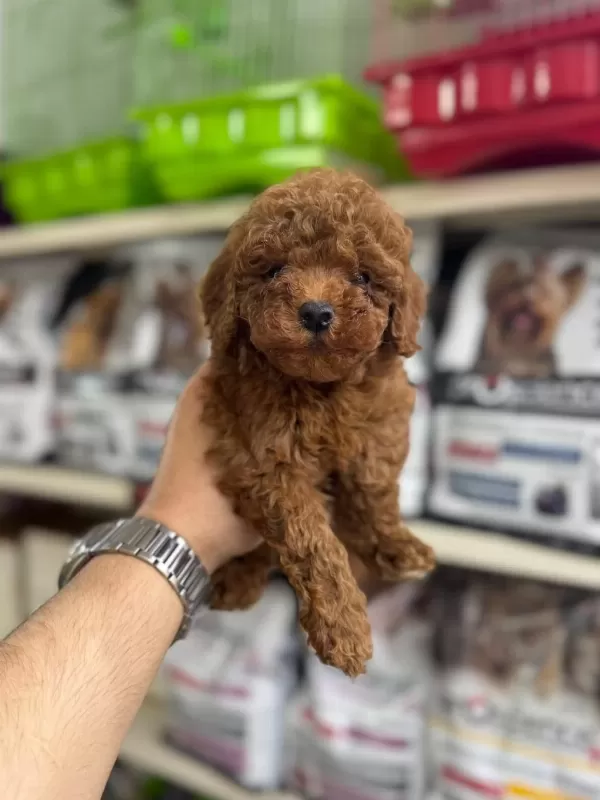 Poodle Yavrularımız Sizlerle