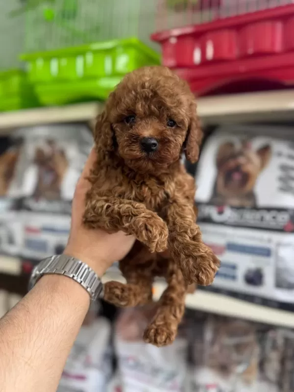 Kore Kan Toy Poodle Yavrularimiz