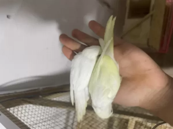 Ele Aliştirmalik Kuşlar Her Renk Mevcut