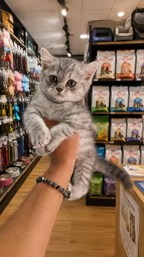 British Shorthair Silver 2,5 Aylık Yavru