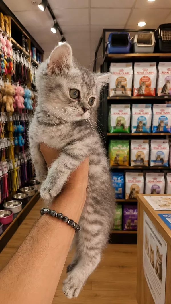 British Shorthair Silver 2,5 Aylık Yavru