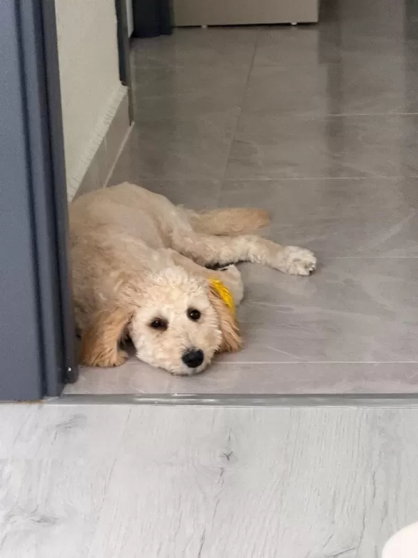 Latte 81 İle Gönderim Mevcut Köpeğimiz