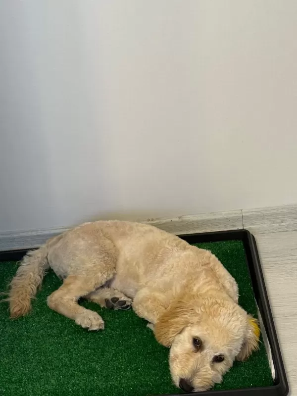 Latte 81 İle Gönderim Mevcut Köpeğimiz
