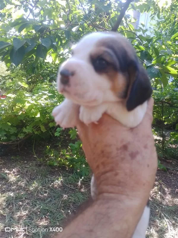 Birbirinden Tatlı Beagle Yavruları