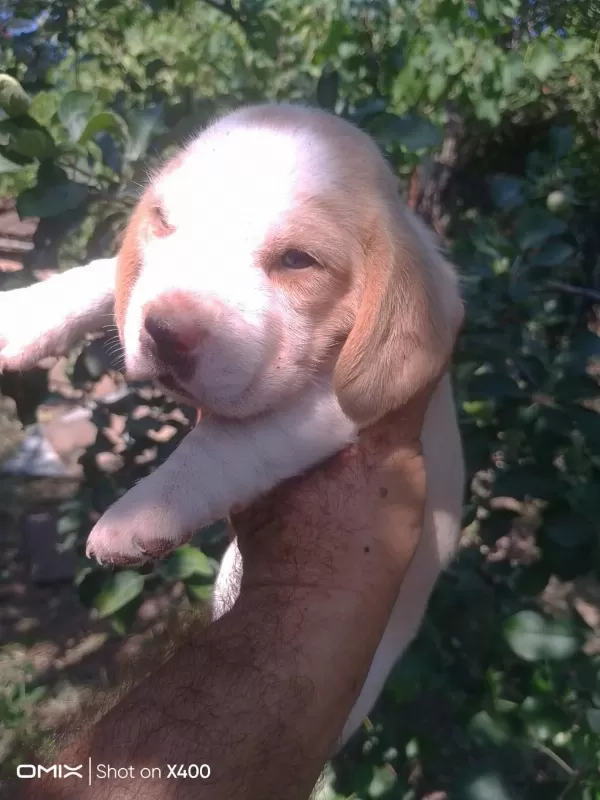 Birbirinden Tatlı Beagle Yavruları
