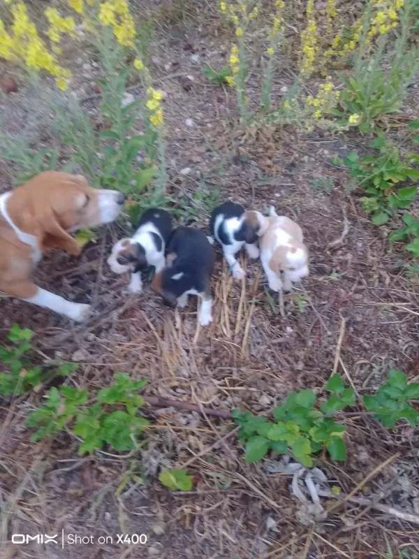 Birbirinden Tatlı Beagle Yavruları