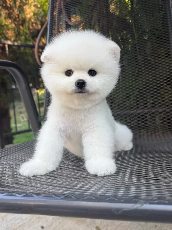 Pomeranian Boo Kusursuz