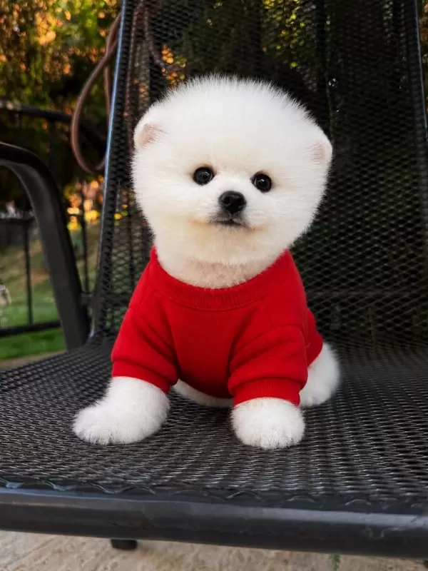 Pomeranian Boo Kusursuz