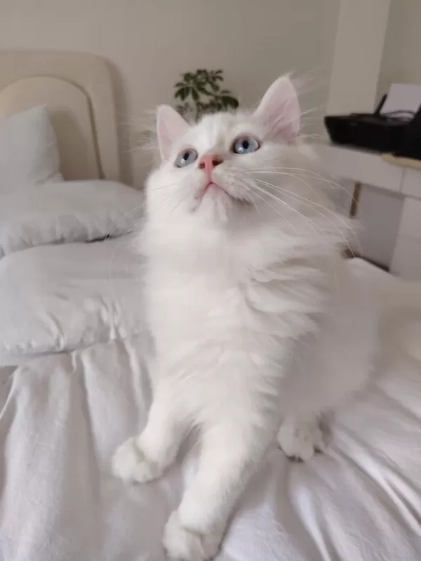 British Longhair Erkek 3 Aylık Yavrularımız