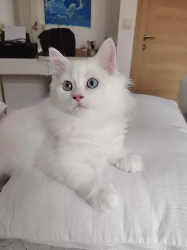 British Longhair Erkek 3 Aylık Yavrularımız