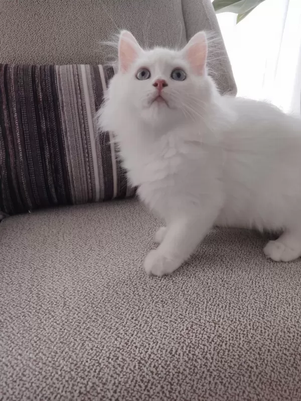 British Longhair Erkek 3 Aylık Yavrularımız