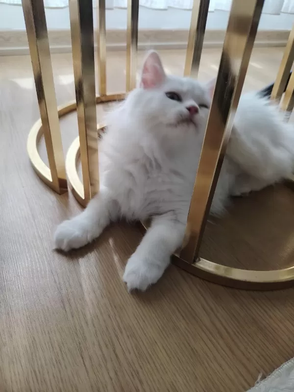 British Longhair Erkek 3 Aylık Yavrularımız