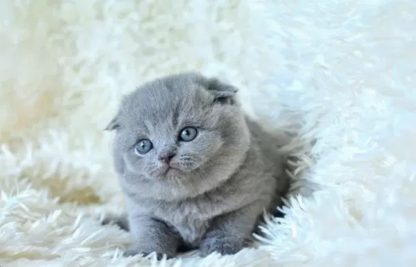 İrk Ve Sağlik Garantili Scottish Fold