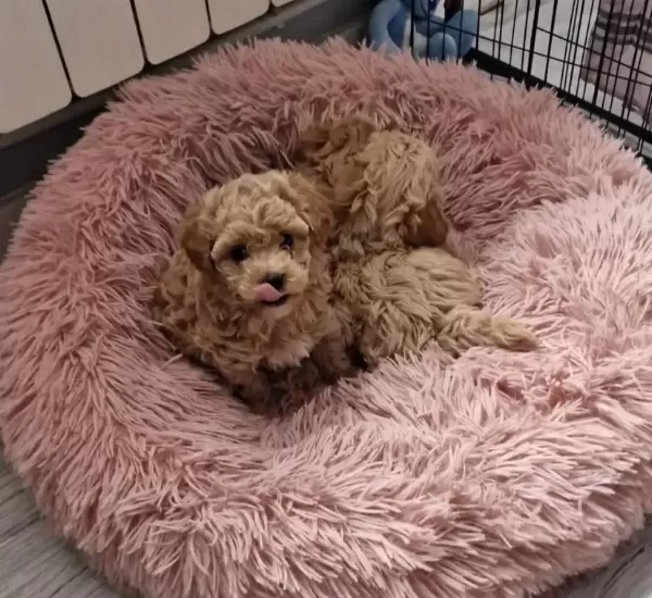 Orjinal Teacup Garantili Maltipoo