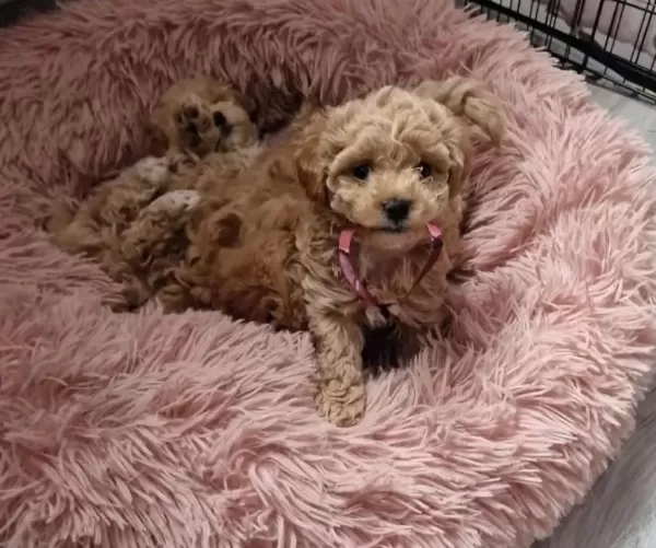 Orjinal Teacup Garantili Maltipoo