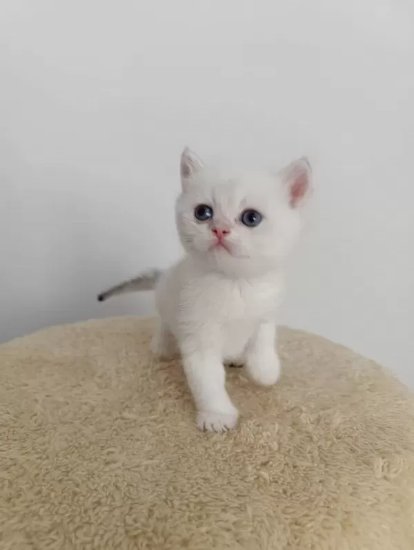 Safkan British Golden Point Shorthair