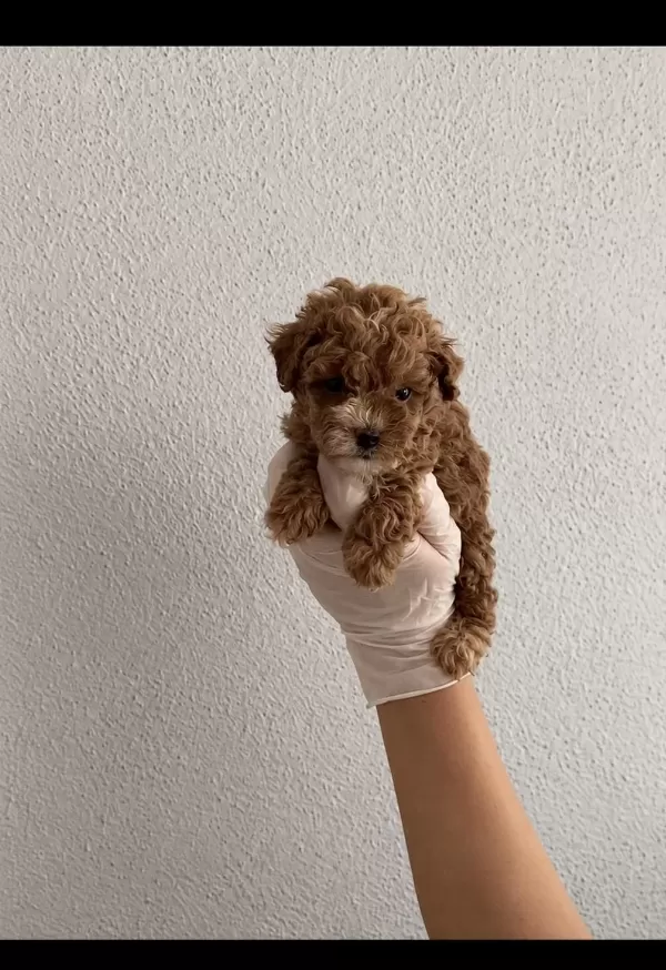 Orjinal Teacup Maltipoo İsteyenler Ulaşsin