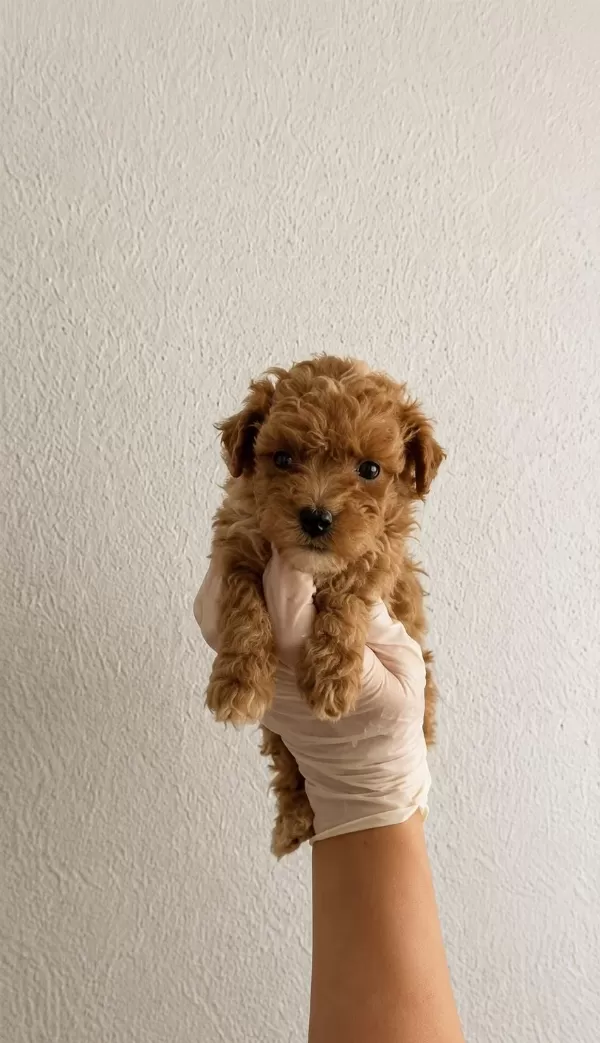 Gerçek Ömür Boyu Teacup Garantili Maltipoo