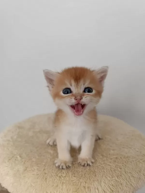 British Golden Shorthair Yavrularım