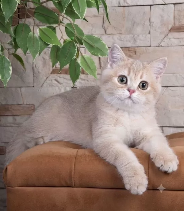 British Shorthair Lilac Gold Dişi Yavru