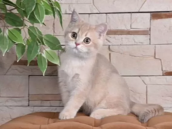 British Shorthair Lilac Gold Dişi Yavru