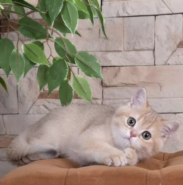 British Shorthair Lilac Gold Dişi Yavru
