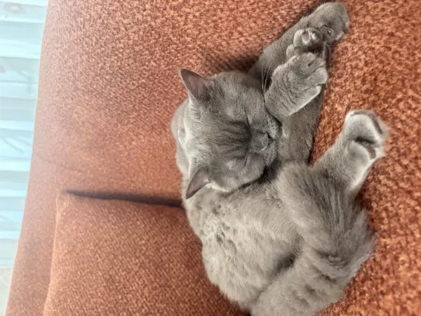Kedime Huzurlu Bir Yuva Arıyorum