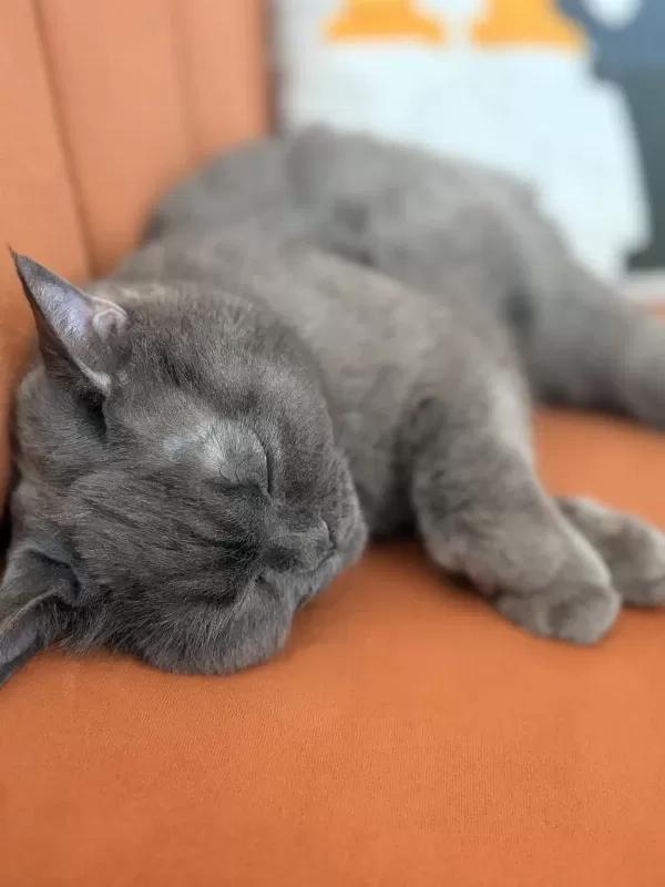 Kedime Huzurlu Bir Yuva Arıyorum