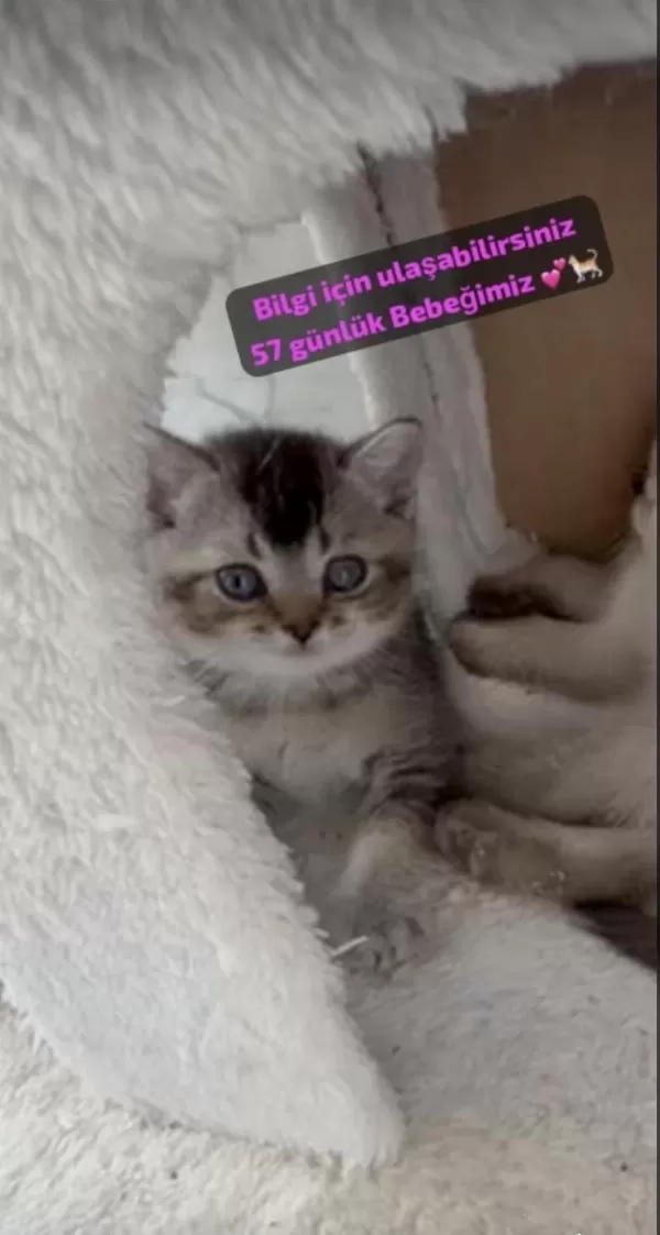 Kitten Scottish Straight Bebeğimiz