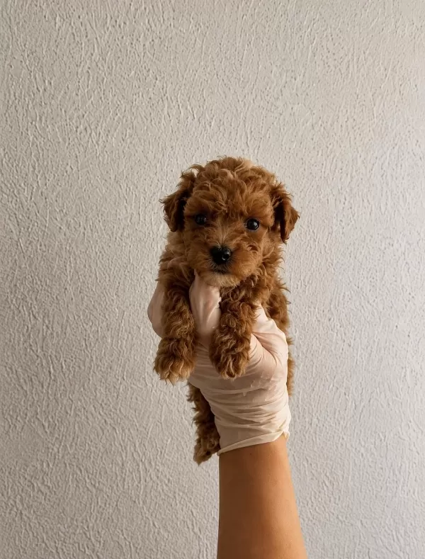 Gerçek Teacup Maltipoo İsteyenler