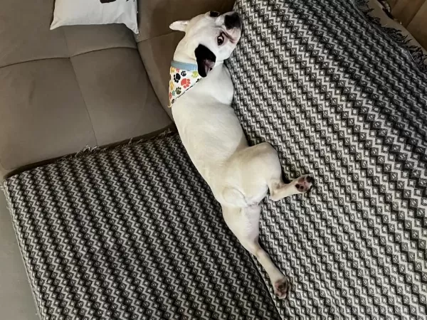 French Bulldog Aşıları Tam Kısırlaştırıldı
