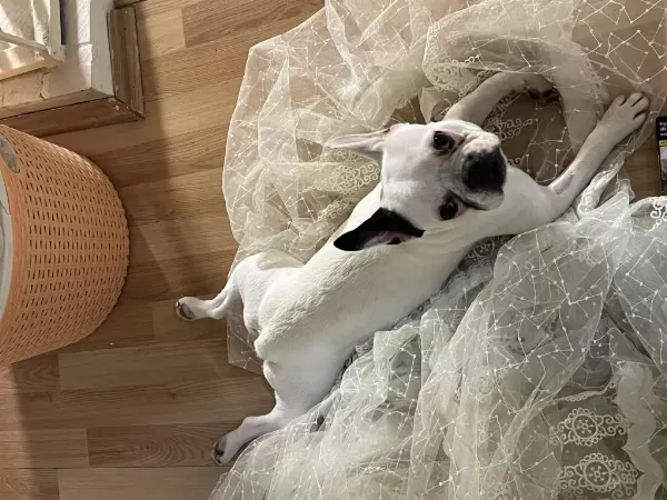 French Bulldog Aşıları Tam Kısırlaştırıldı