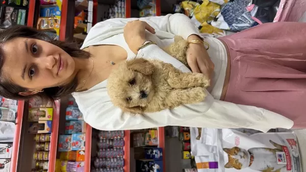 Harika 4 Aylik Maltipoo