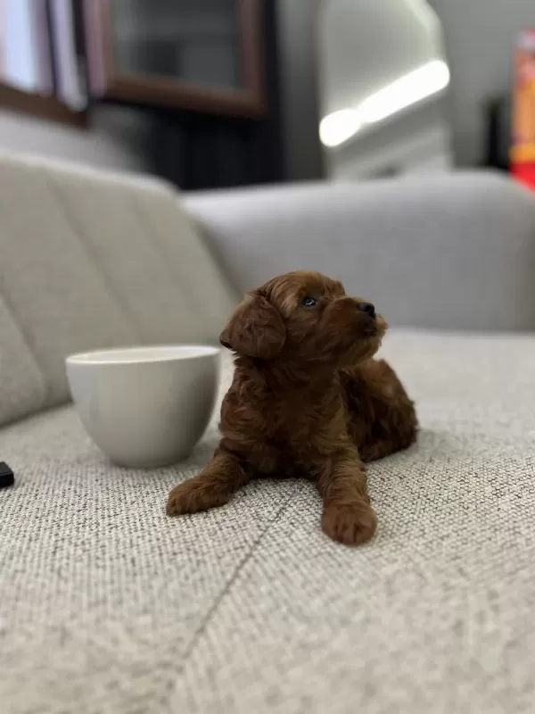 Güzeller Güzelim Poodle Lucy