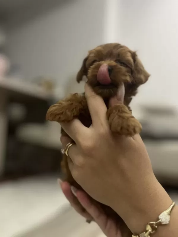 Güzeller Güzelim Poodle Lucy
