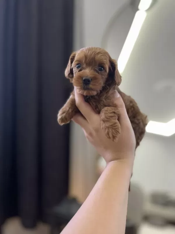 Güzeller Güzelim Poodle Lucy